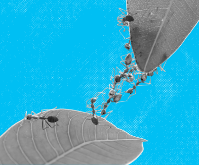 High Performing Teams